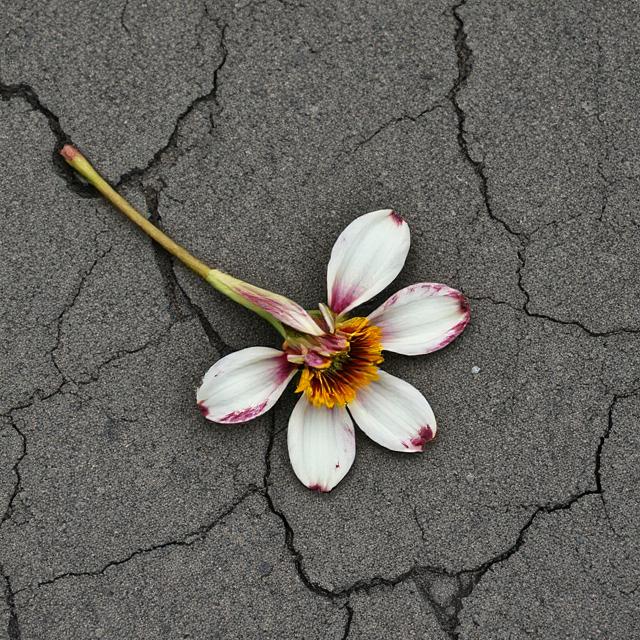Unburied P.B. Young